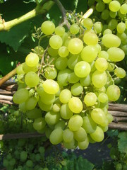 Саженцы винограда в Беларуси
