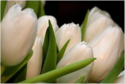Тюльпаны в Пинске оптом и в розницу к 8 марта 