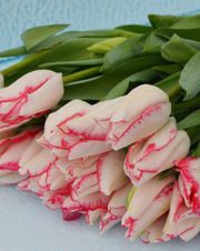 Тюльпан срезка к 8 марта,  цветы от производителя