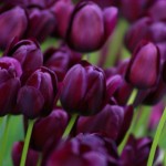 цветы тюльпанов недорого более 12 сортов