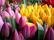 тюльпаны в Пинске оптом и в розницу к 8 марта 