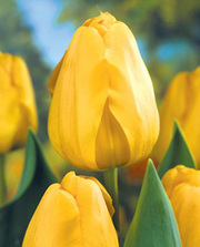 Пышные тюльпаны к 8 марта оптом от 9900 р./шт.