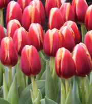 Цветы тюльпаны оптом в Пинске.Возможна доставка по РБ.