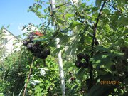 саженцы чёрной малины Кумберленд с открытой и закрытой корневой системой