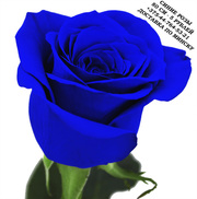 Синие розы купить в Минске