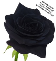 Чёрные розы купить в Минске