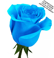 Голубые розы купить в Минске