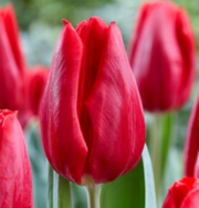 Принимаем предзаказы на опт тюльпанов к 8 Марта